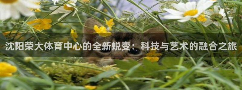 意昂体育4平台注册：沈阳荣大体育中心的全新蜕变：科技与艺术的 